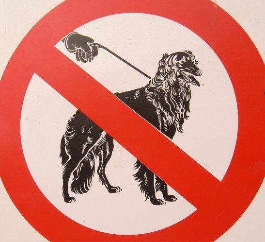 Dogsigns 2010